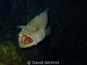 "Say,AHHHH!" Grouper opening wide for cleaning. Roatan Ho... by David Gilchrist 